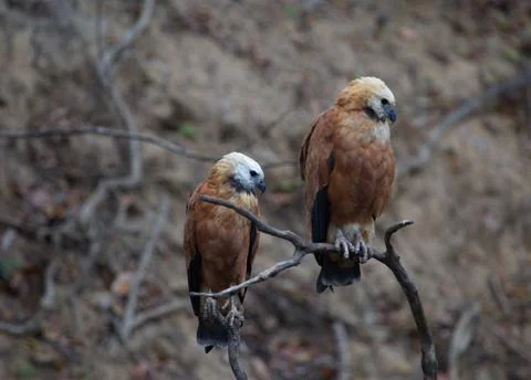 Closeup portrait of two Black-collared Hawks (Busarellus nigricollis) sitting Stock Photos