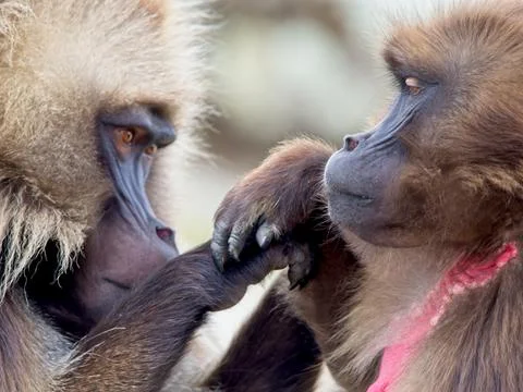 Closeup portrait of two Gelada Monkey (Theropithecus gelada) grooming Ethiopia Stock Photos