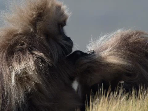 Closeup portrait of two Gelada Monkey (Theropithecus gelada) grooming Stock Photos