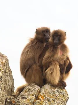 Closeup portrait of two Gelada Monkey (Theropithecus gelada) sitting Stock Photos