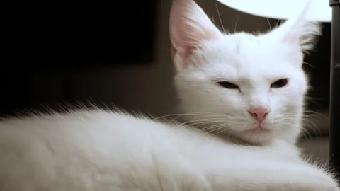 Closeup Portrait of White Cat with Big Blue and Green Eyes. Stock Footage 336916804