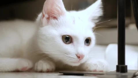 Closeup Portrait of White Cat with Big Blue and Green Eyes. Stock Footage 340035408