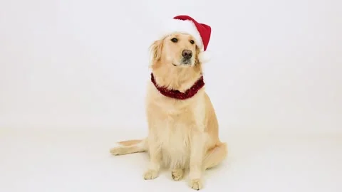 Closeup portrait of white retriever dog in Christmas Santa hat on white back Stock Footage 144635196