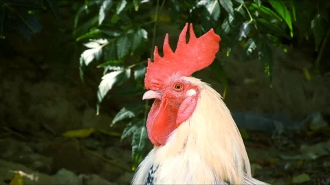 Closeup Portrait Of White Rooster With Red Comb In Natural Green Background Stock Footage 345165564