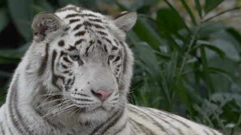 Closeup Portrait White Tiger Rest Majestic Predator Animals Wildlife Big Cats 4k Stock Footage