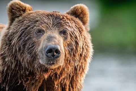 Closeup portrait of wild adult brown bear. Close up, front view. Kamchatka br Stock Photos