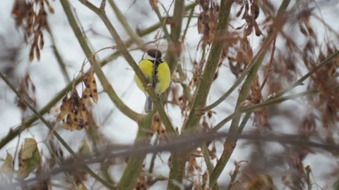 Closeup portrait of a wild bird in winter in a park. Stock Footage 101501688