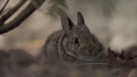 Closeup Portrait Of A Wild Bunny Rabbit Sitting Under A Tree, Adorable Stock Footage 153781352