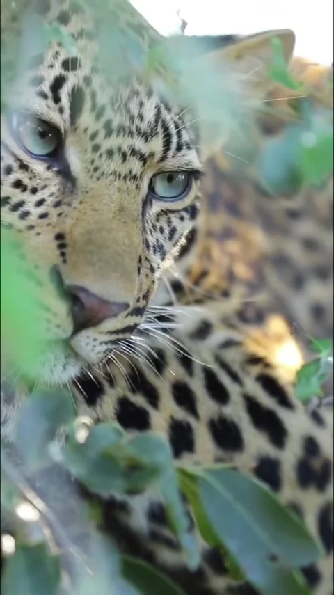 Closeup portrait of a wild leopard hiding in green foliage Stock Footage 335249469