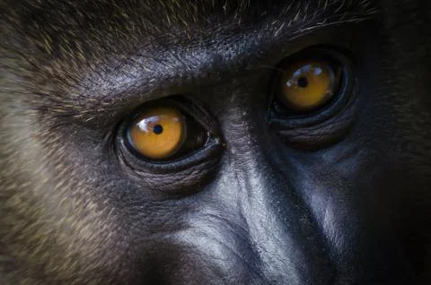 Closeup portrait of young drill monkey in rain forest of Nigeria Stock Photos