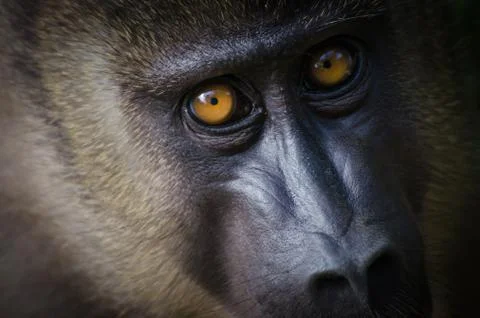Closeup portrait of young drill monkey in rain forest of Nigeria Foto stock