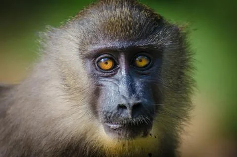 Closeup portrait of young drill monkey in rain forest of Nigeria Stock Photos