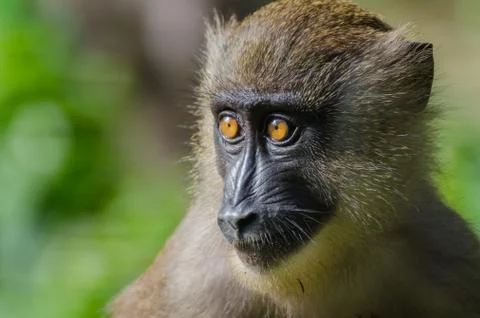 Closeup portrait of young drill monkey in rain forest of Nigeria Stock Photos