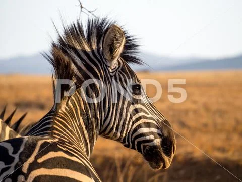 Closeup portrait of zebra in Mlilwane Wildlife Sanctuary, Swaziland, Southern Stock Photos