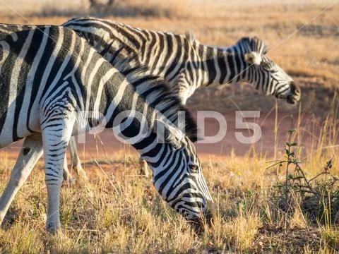 Closeup portrait of zebras in Mlilwane Wildlife Sanctuary, Swaziland, Southern Stock Photos