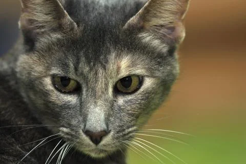 Closeup potrait of gray cat with sandy green background Stock-Fotos