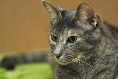 Closeup potrait of gray cat with sandy green background Stock Photos