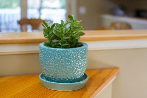 Closeup of potted succulent Stock Photos