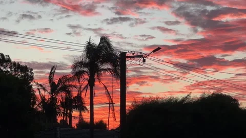 Closeup Power line Palms Red Orange Pink Sunset Sky Silhouette Perth WA Stock Footage 307493495