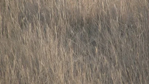 Closeup of Prairie Grass on Bison Ranch Stock Footage 105931339