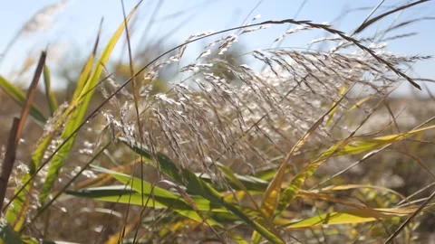 Closeup prairie grass at the wind condition Stock Footage 141207710