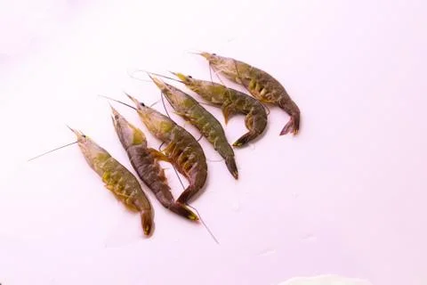 Closeup of Prawn white background Foto stock
