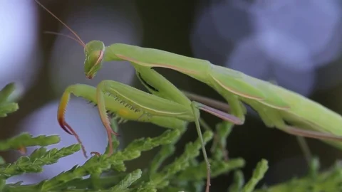 Closeup of praying mantis Stock-Footage 71643280
