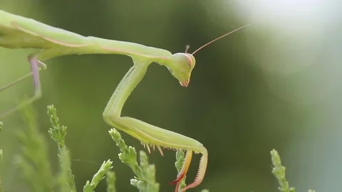 Closeup of praying mantis Stock-Footage 71643847