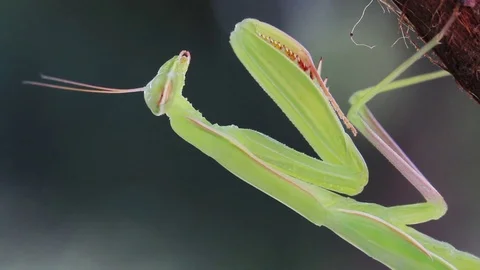 Closeup of praying mantis Stock Footage 71644131