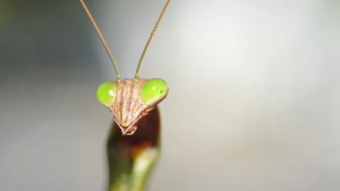 Closeup of a praying mantis head and eyes standing with a blurred green Stock Footage 318627671