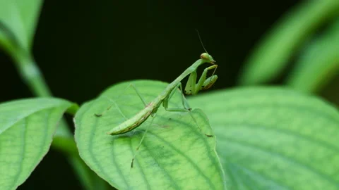 Closeup of Praying Mantis perched on foliage. Stock Footage 247078719