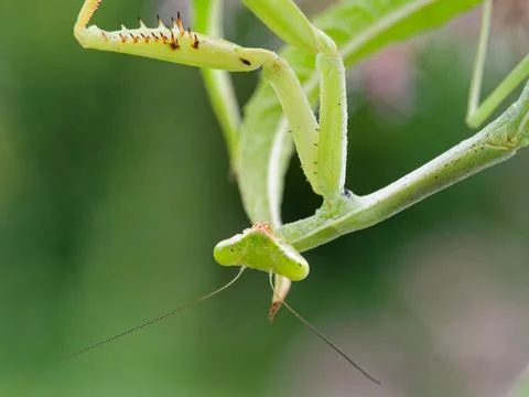 Closeup of Praying Mantis Stockfoto's