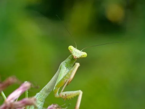 Closeup of Praying Mantis 写真素材