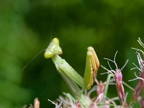 Closeup of Praying Mantis 库存照片