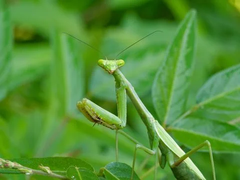 Closeup of Praying Mantis 写真素材