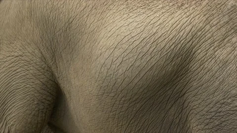 Closeup of Pregnant Elephant hide from side angle and Belly is Moving Vídeo Stock 134663353