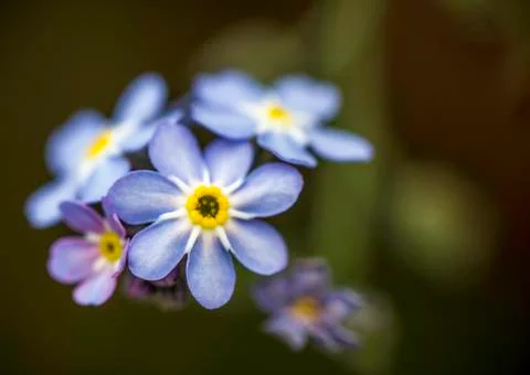 Closeup of a pretty blue purple and yellow flower with dark green bokeh backg Stock Photos