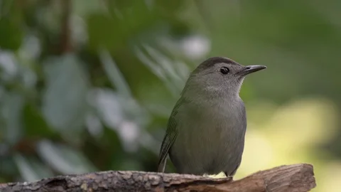 Closeup pretty gray catbird looking around on a branch in Orlando Florida Stock Footage 129310849