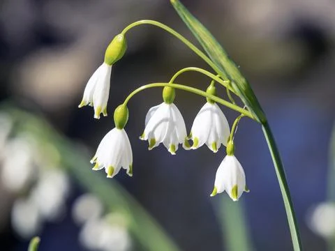Closeup of pretty white spring snowflake flowers Stock Photos