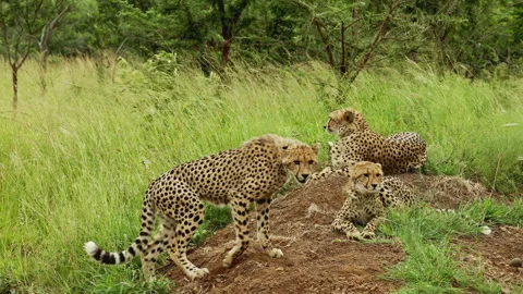 Closeup Pride of wild cheetahs have rest under tree in african savannah in Stock Footage 284194394
