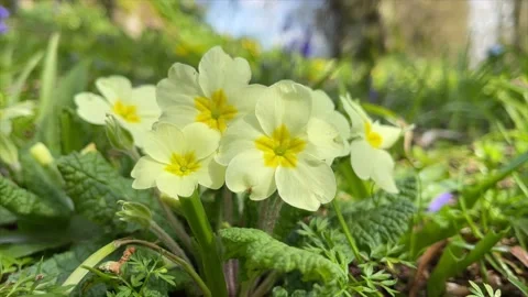 Closeup of Primrose WildFlowers Stock Footage 154424891