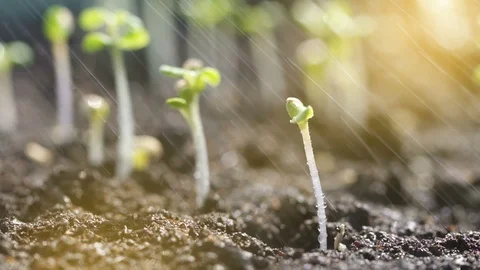 Closeup process of watering beautiful, tiny and small green steam. Stock Footage 110997333