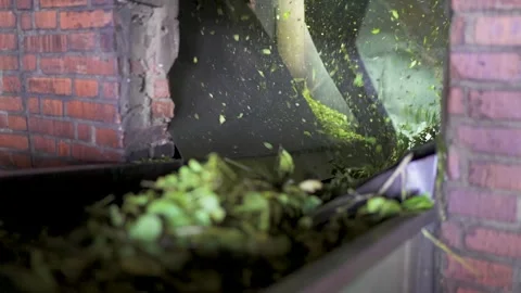 Closeup at production process, Yerba mate drink leaves sliding on conveyor belt Stock Footage 318393121