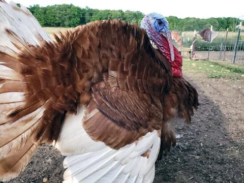 Closeup profile Bourbon Red Tom Turkey Stock Photos