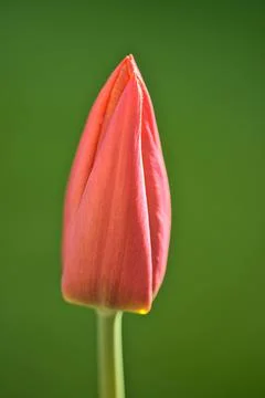 Closeup profile horizontal view of single spring red unopened tulip flower Stock Photos
