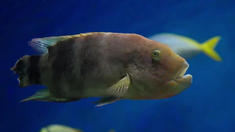 Closeup profile of a robust reef fish gliding through blue aquarium waters Stock Footage 327530762