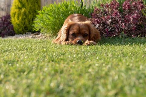 A closeup profile shot of a single isolated ruby Cavalier King Charles Spanie Foto stock