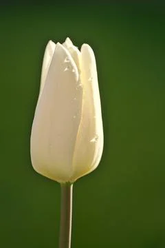 Closeup profile vertical view of single spring white unopened tulip flower Stock Photos