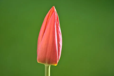 Closeup profile vertical view of single spring red unopened tulip flower Stock Photos
