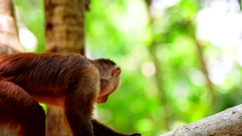 Closeup profile view of arboreal Capuchin monkey in tree canopy Stock Footage 334606960